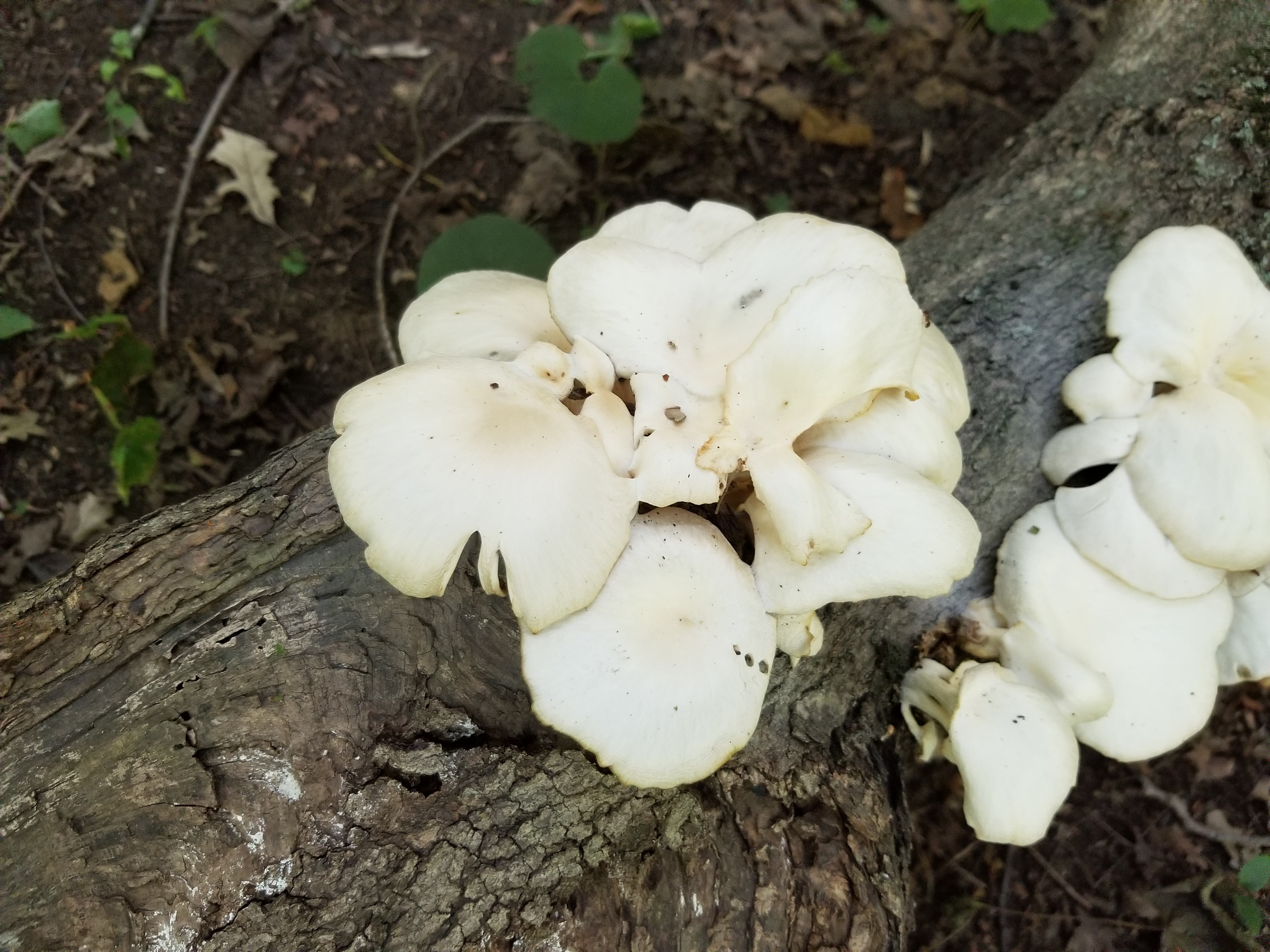 Helvella crispa Figure 2